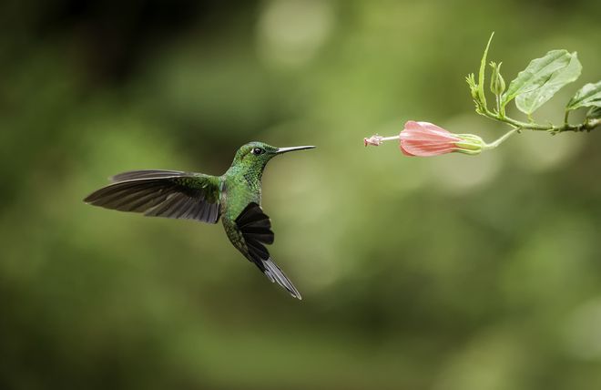 Google Colibrí ha llegado ¿Hacia dónde quiere ir el buscador?