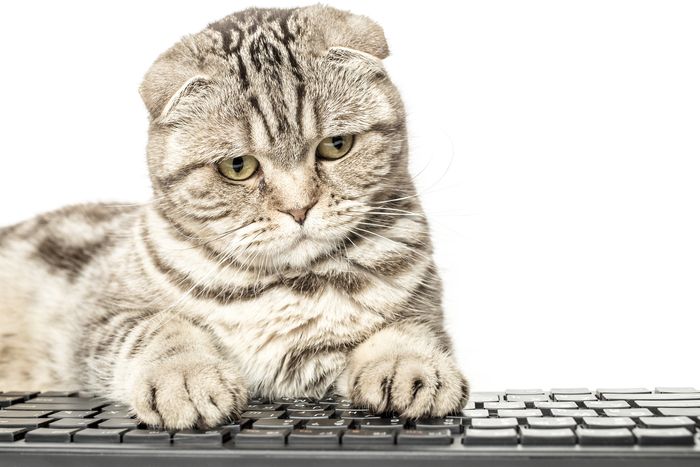 Un gato se hace viral al ocupar un puesto de trabajo como comunity manager